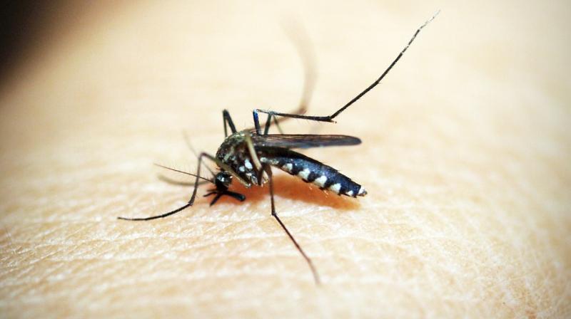 Why mosquitoes bite some people more than others. (Photo: Pixabay)