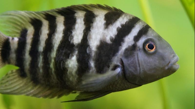 This is why zebrafish always have stripes. (Photo: Pixabay)