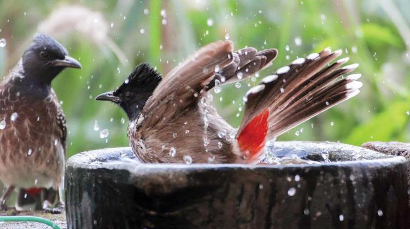 Birds bathe in water bowls kept at Harikumars garden, in Alappuzha.  (Photo: DC)