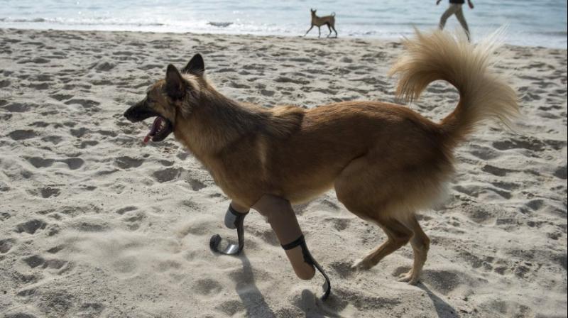 The lightweight legs were tailor made for the high-energy hound, who loves to run (Photo: AFP)