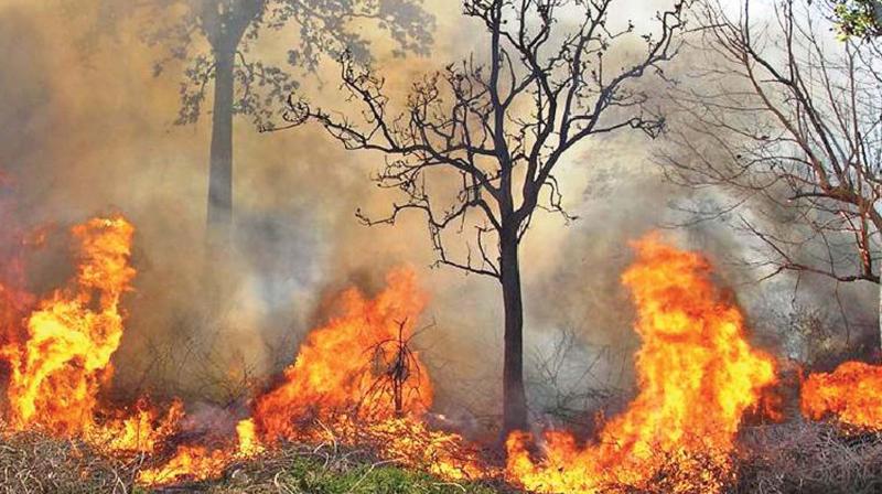 Forest fire that broke out at Mandradiar circle area in MTR on Saturday evening destroyed around 100 acres (Photo: DC)