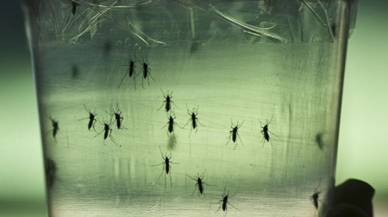 The new model could streamline the initial step of pinpointing Zika vectors (Photo: AFP)