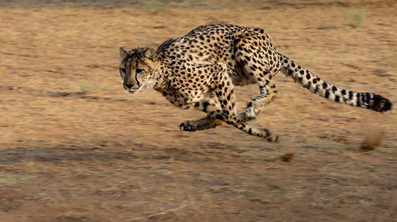 Cheetahs should be listed as endangered, experts say. (Photo: Pixabay)