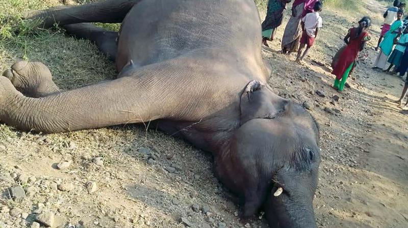 Female elephant estimated to be 9-year-old died near Periyanaickenpalayam range after falling from a slippery landscape.