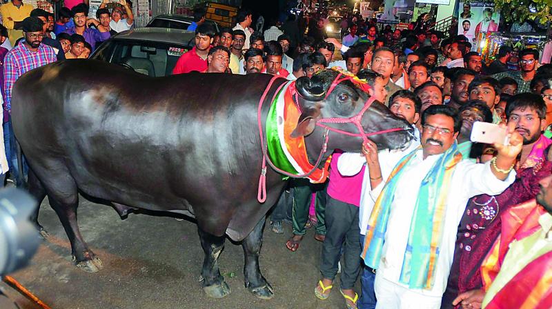 Telangna Yuvaraj a prize bull that is said to be worth 15 crore, attracts the attention of the people during the Sadar at Ameerpet. (Photo: DC)