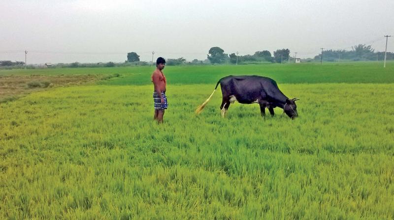 A cow grazing in the samba paddy field at Kalimedu village near Thanjavur on Tuesday. (Photo: DC)