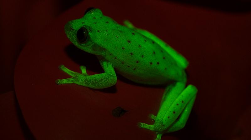 The ability to absorb light at short wavelengths and re-emit it at longer wavelengths is called fluorescence, and is rare in terrestrial animals. Until now, it was unheard of in amphibians.