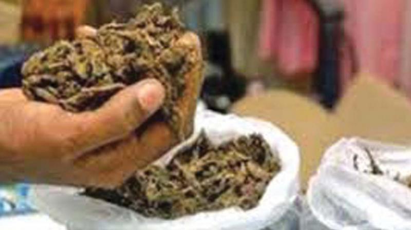 Ganja weighing two kg was seized from his possession. (Representational Image)
