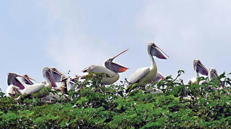 Pelicans at Kokkarebellur Conservation Reserve near Maddur in Mandya district