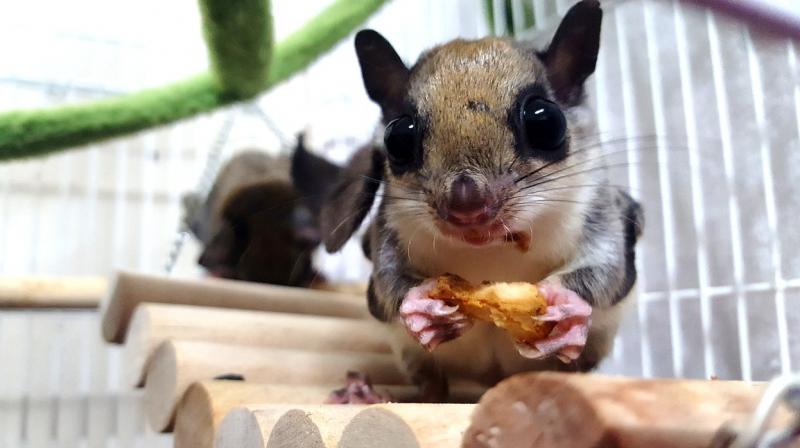 Further study is required to understand as to why these flying squirrels fluoresce. (Photo: Pixabay)