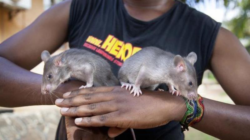 Infant rats are photographed, in Morogoro, Tanzania, ahead of training to detect trafficked pangolin parts and smuggled hardwood timber. (Photo: AP)