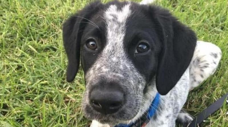 A police marksman killed the 10-month-old bearded-collie and German shorthaired pointer cross called Grizz. (Photo: New Zealand Aviation Security)