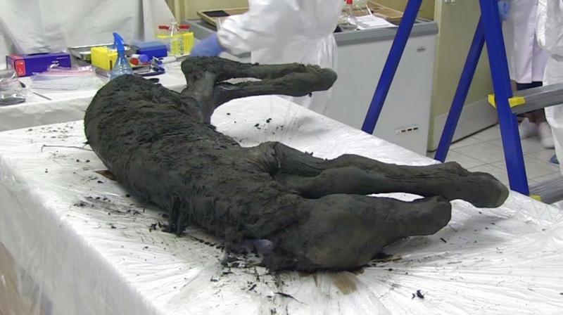 Russian scientists have found the carcass of an ancient foal perfectly preserved in Siberian permafrost. The fossil discovered in the region of Yakutia has its skin, hair, hooves and tail preserved. Scientists from Russias Northeast Federal University said Thursday that the foal is estimated to be 30,000 to 40,000 years old. (Photo: AP)