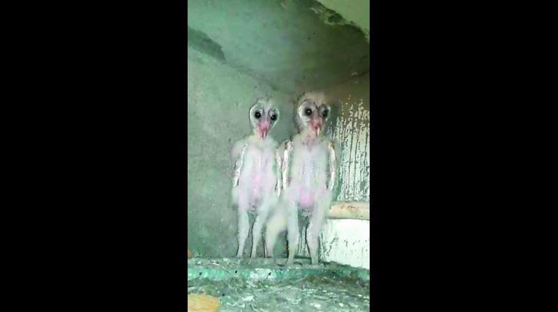 Barn owls seen in a construction site in Vizag. (Photo: DC)