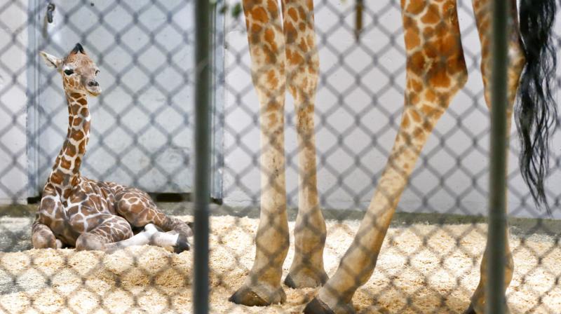 Baby giraffe whose birth was live-streamed around the world, dies