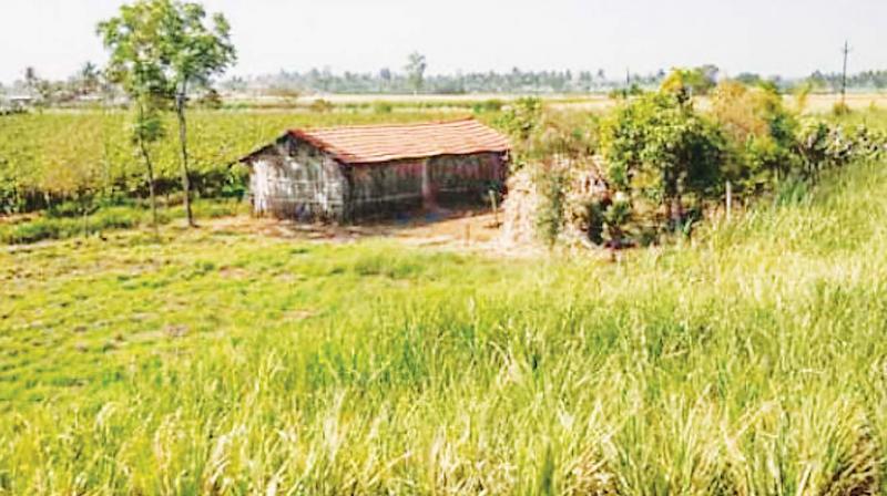 Farmland at Kuttettur village near Mangaluru.