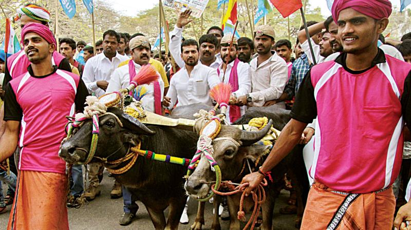 Members of NSUI protest against the ban of Kambala at Anand Rao Circle, in Bengaluru on Wednesday. (Photo: DC)