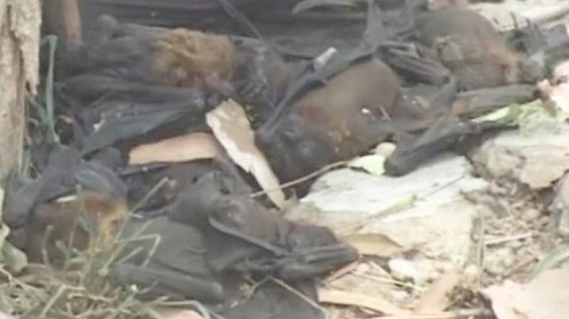 18 dead bats found in Himachal school causes Nipah virus scare