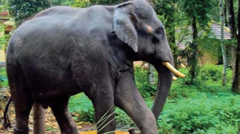 The birth of an elephant calf is proving to be a problem for farmers as well as officials from Palamaneru of Chittoor district.