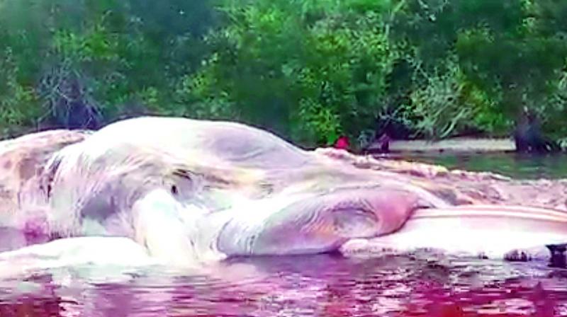 The giant sea animal, which was 50ft in length, appeared to have been dead for at least three days before its discovery, prompting demands that the government helps to remove the already decaying carcass.