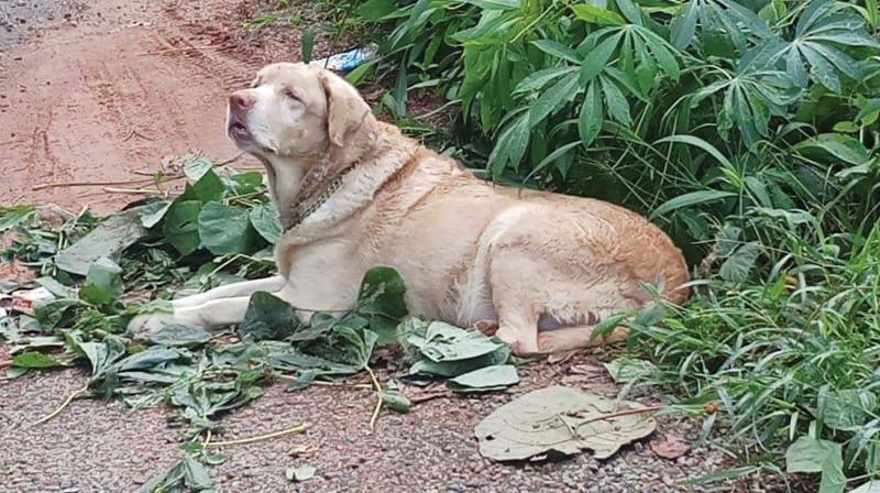 Thakkudu, the seven-year-old Labrador.