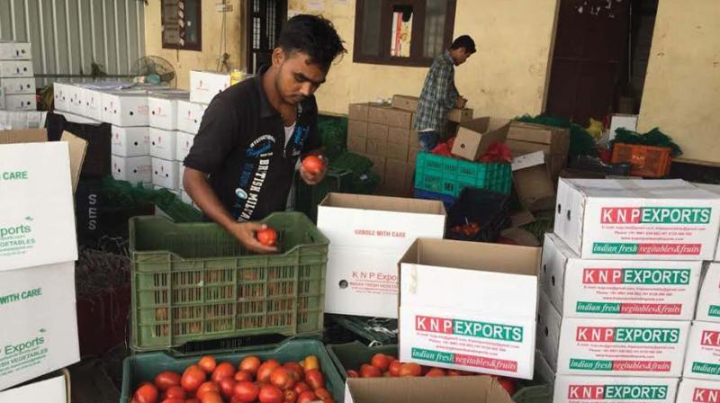 An employee sorts tomatoes to be exported to Qatar at KNP Exporting centre at Karipur. (Photo: DC)