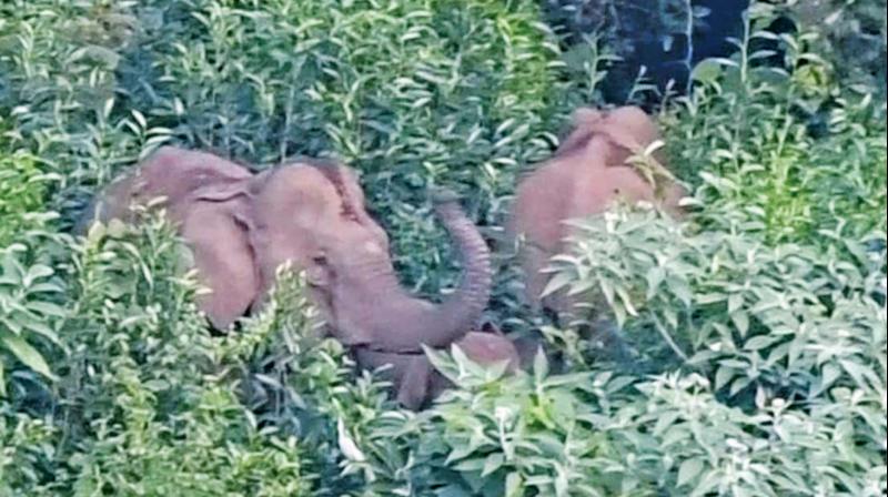 By employing various strategies over the past two days, they were able to drive away the elephants from Nanjapachathiram limits to nearby Marapalam limits.
