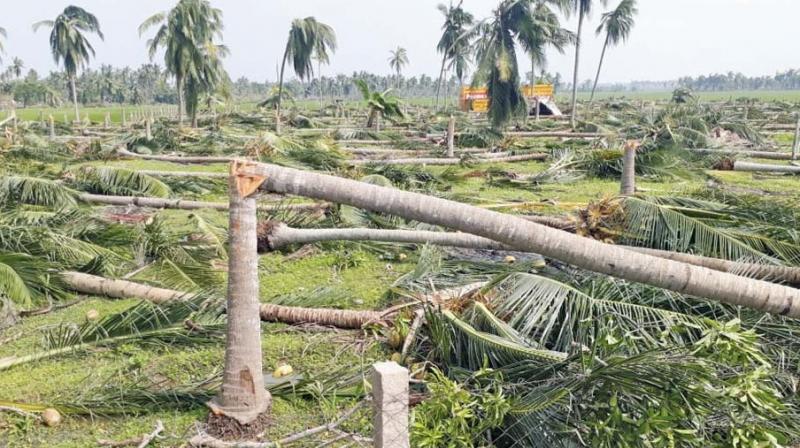 Places like Peravurani, a town panchayat in Thanjavur district, has totally lost its glamour as thousands of acres of coconut groves were flattened.