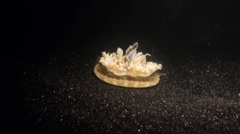 Researchers studied Cassiopea, a mostly stationary jellyfish native to mudflats, mangrove swamps, and other warm, shallow waters. (Photo: JanEaster.com)