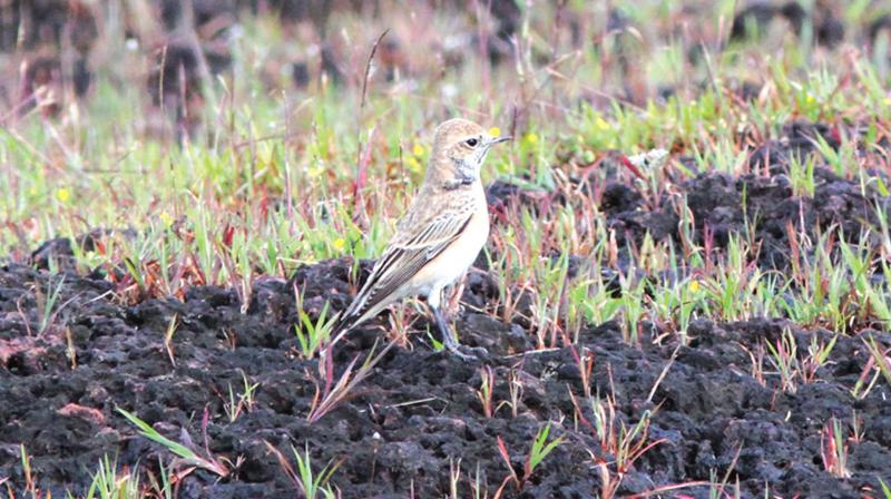 Wheatears are distinctive birds highly adapted to live in open country, including harsh desert environments. Of the various Wheatears, some are confusingly similar in appearance.