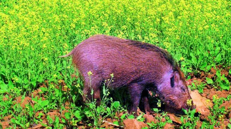 With two attacks of stray pigs over a period of ten days, the Greater Visakhapatnam Municipal Corporation (GVMC) authorities have been seeking the support of police armed forces for the task of eliminating the pig menace in the city.