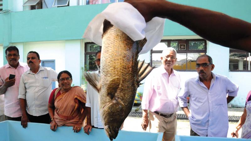 Sale of live fish in progress at the agri-aqua-food fest and exhibition held as part of the symposium of Societal Applications in Fisheries and Aquaculture using Remote Sensing Imagery organised by CMFRI in Kochi on Monday. (Photo: ARUN CHANDRABOSE)
