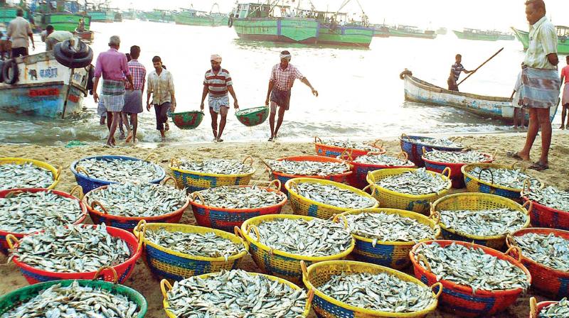 More fish arrive at Rameshwaram fishing harbour, but price crash shocks fishermen (Photo: DC)