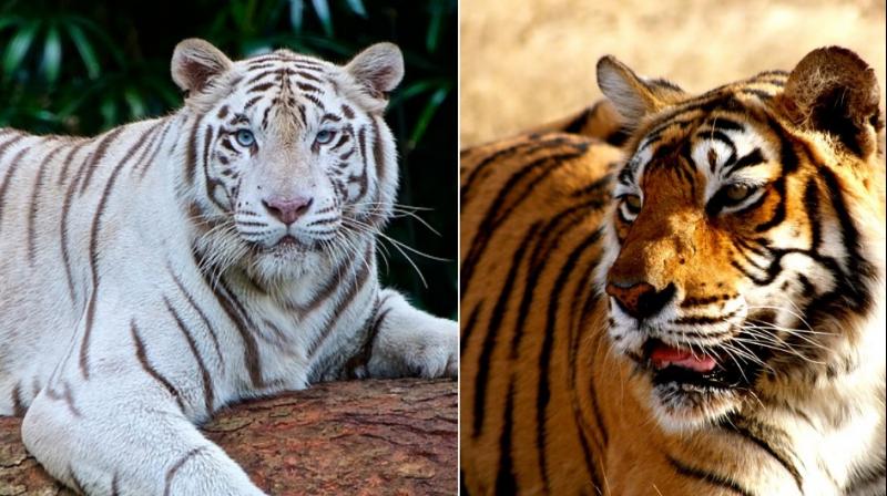 Delhi Zoo marries white tigress to Royal Bengal tiger hoping they produce an offspring. (Photo: Pixabay)