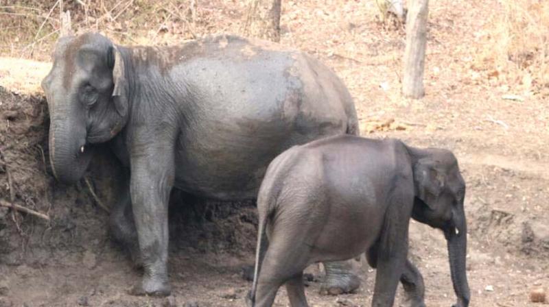 Some visits by volunteers reported no elephant sightings at all. (Photo: DC)