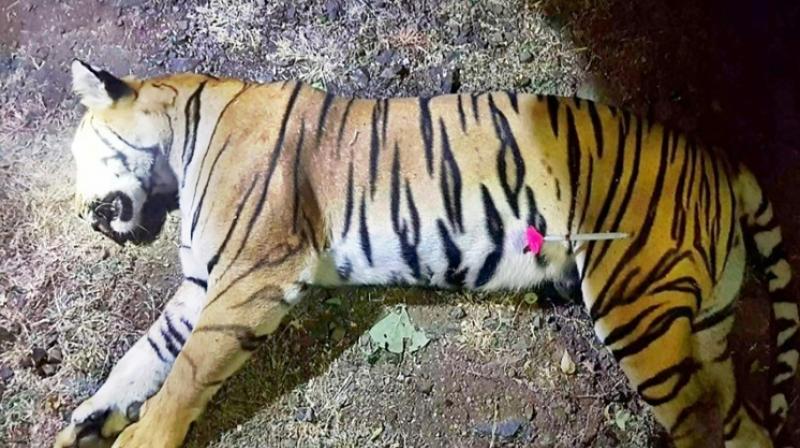 Tigeress Avni was shot dead by Asghar Ali Khan, the son of Indias most famous hunter Nawab Shafath Ali Khan. (Photo: File | AFP)