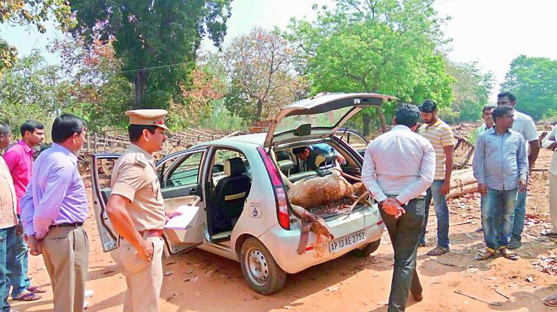 The carcass of the two spotted deer killed by hunters from Hyderabad in the Mahadevepur forests of Jayashankar. (Photo: DC)