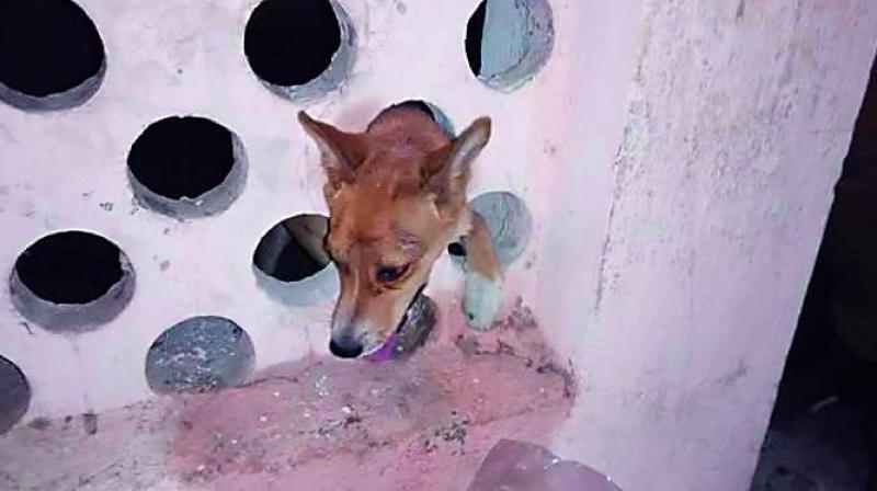The stray pup that got itself trapped in a hole of the School of Life Sciences building wall at University of Hyderabad was freed on Tuesday.