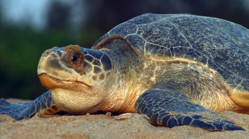 The rare leatherback species of sea turtle being spotted on the Vizag shore recently and the number of Olive Ridleys coming to the shore increasing every year is a matter of joy.