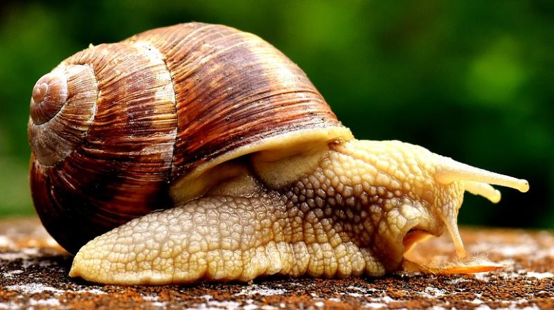 Toly Moly and Missha are creating skincare products with snail secretion (Photo: Pixabay)