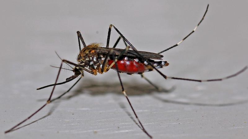 Chikunguniya is a form of viral fever caused by an Alpha virus that is transmitted to humans by bite of  Aedes Aegypti mosquito