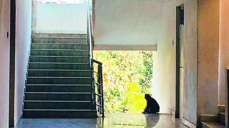 A monkey sits outside one of the hostels in EFLU
