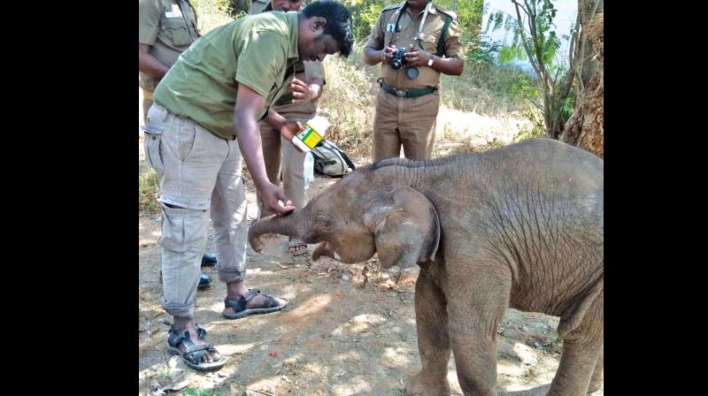 Forest staff take care of the rescued jumbo calf.  (Photo: DC)