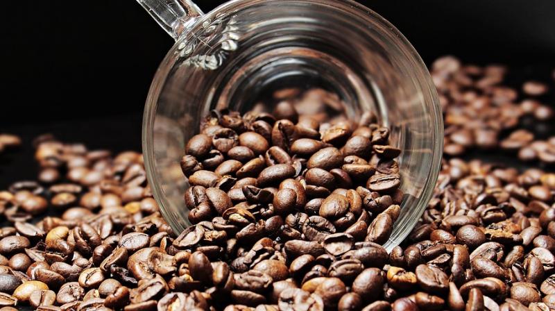 India makes worlds most expensive coffee with civet cat poop. (Photo: Pixabay)