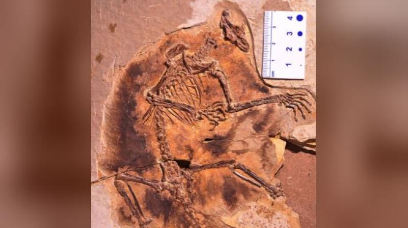 A fossil of a gliding mammaliaform Maiopatagium furculiferum, type specimen is shown in this undated handout photo from the Beijing Museum of Natural History. Courtesy of Zhe-Xi Luo/UChicago/Handout via REUTERS