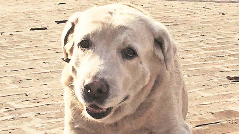 The Mohali police have been benefiting from Dhonis services ever since he was three-years-old, with the labrador assisting them in many security operations. (Photo: Indian Express)