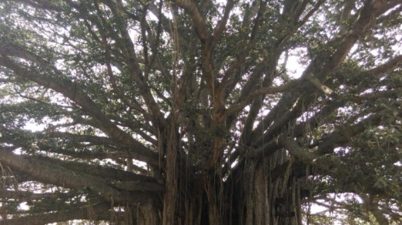 One of the trunks of the legendary 700-year-old Pillalamarri banyan tree snapped and got uprooted from the ground on Sunday in Mahabubnagar. (Representational image)