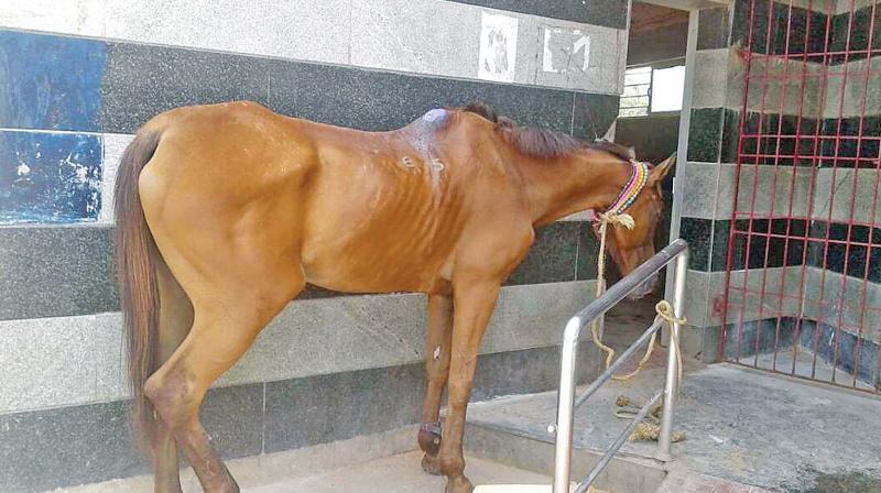 Horse tied to the railing outside the toilet. (Photo: DC)