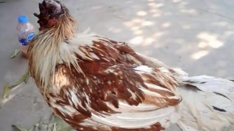 Meanwhile it isnt clear how the bird lost its head with locals suggesting that it was attacked by another animal (Photo: YouTube)