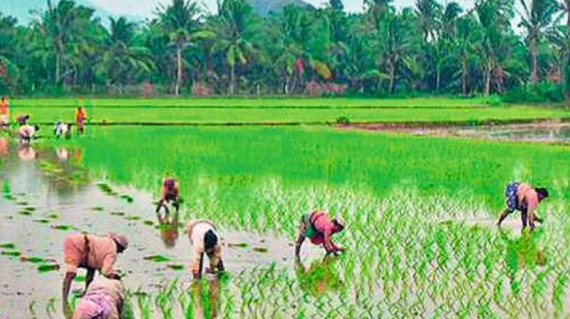 High Court had earlier ordered the authorities not to dispossess the farmers from their 241 acres till further orders.  (Representational Image)